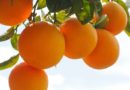 Pomarańcze i czerwone winogrona pomagają w walce z otyłością i cukrzycą